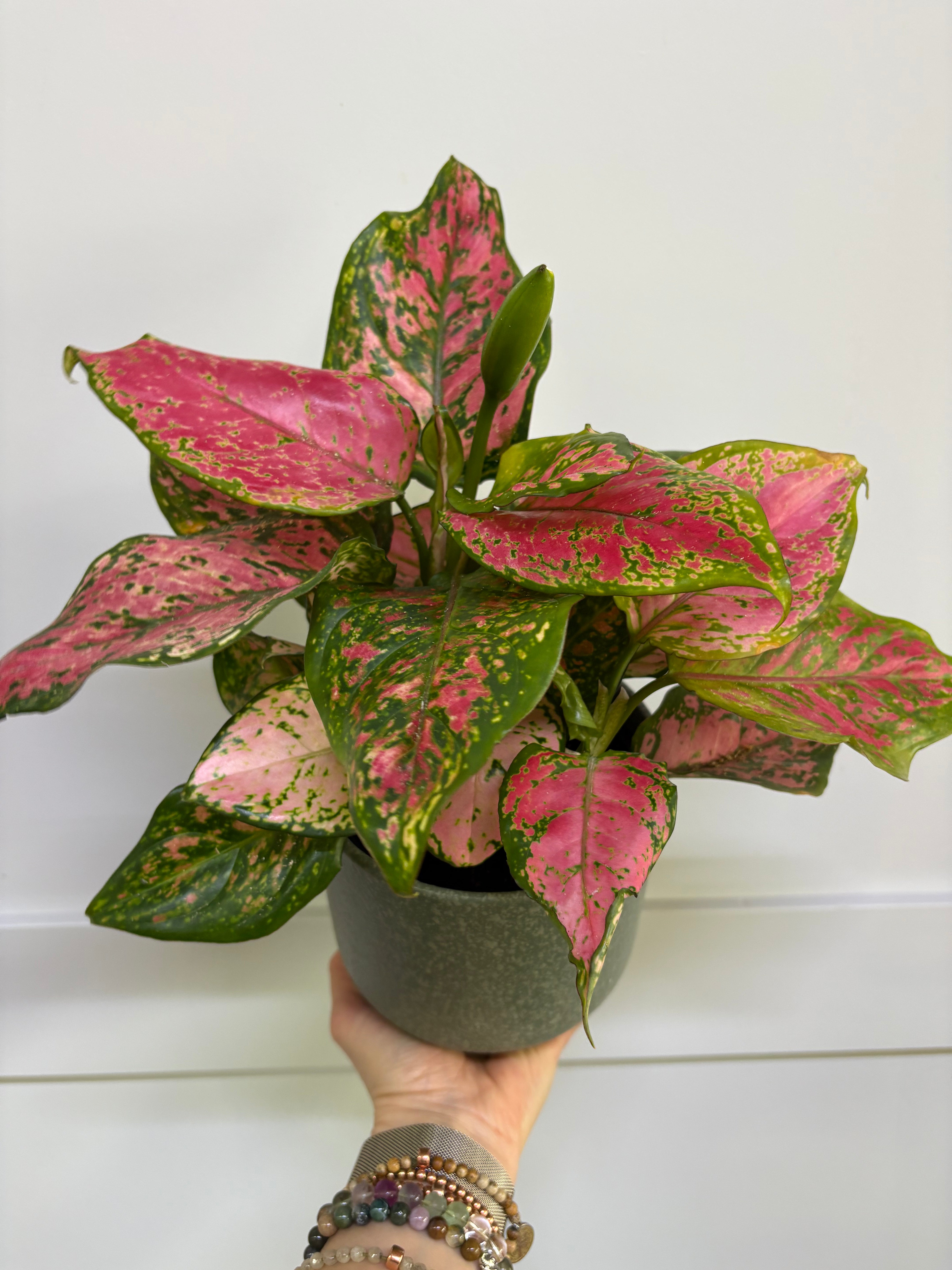 Plant - Aglaonema commutatum