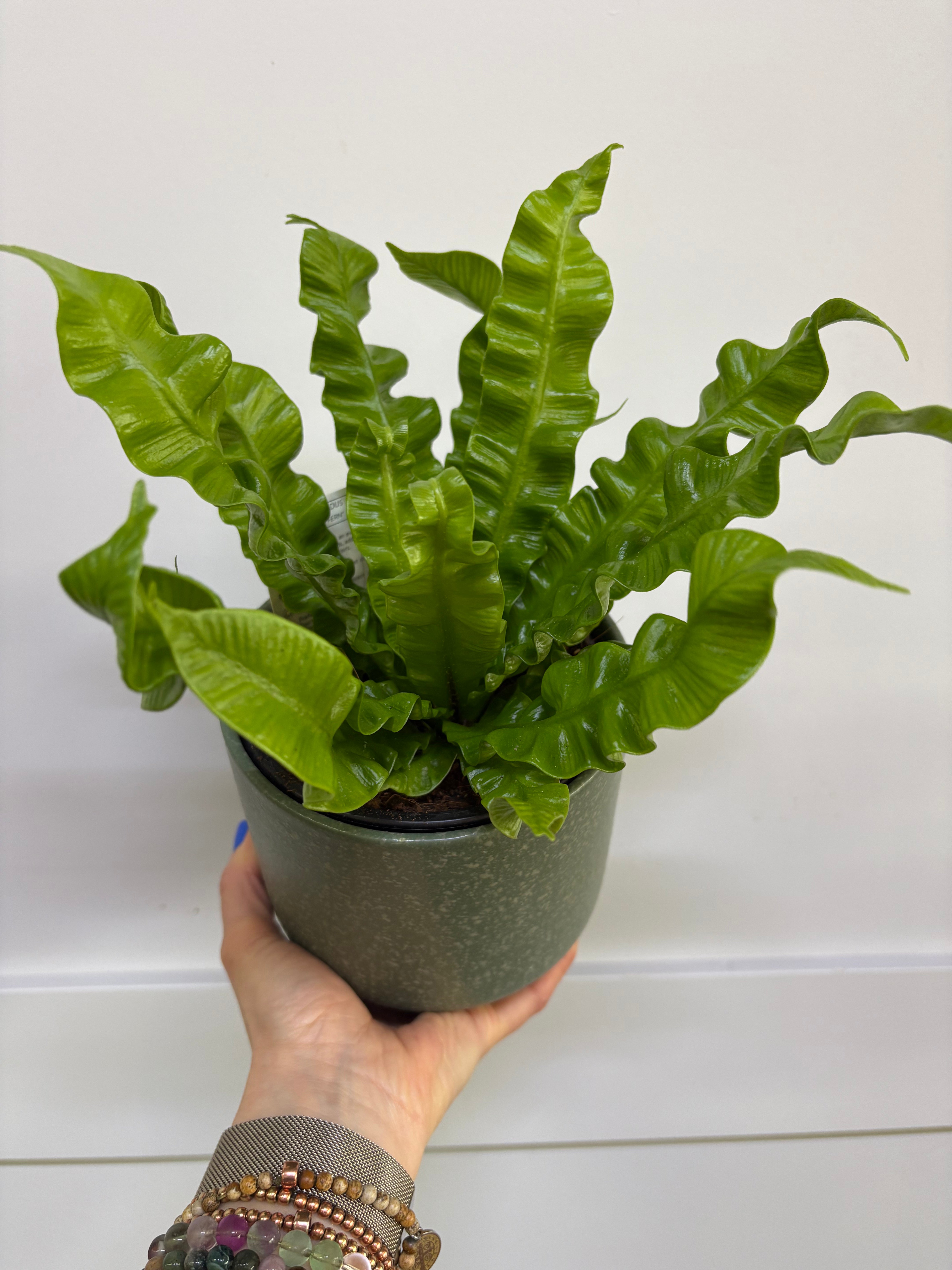 Plant - Crispy wave fern