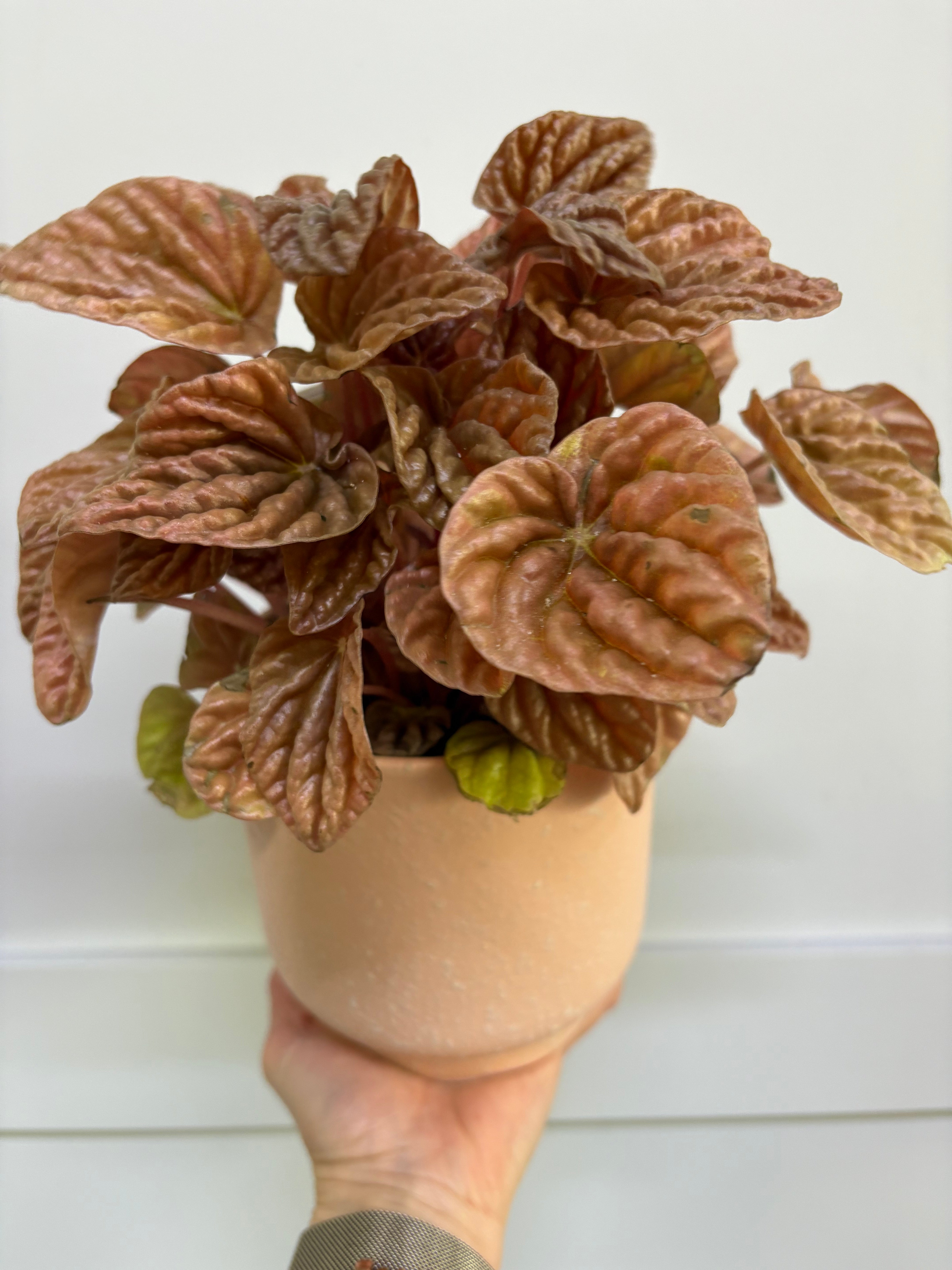 Plant - Peperomia “Quito”