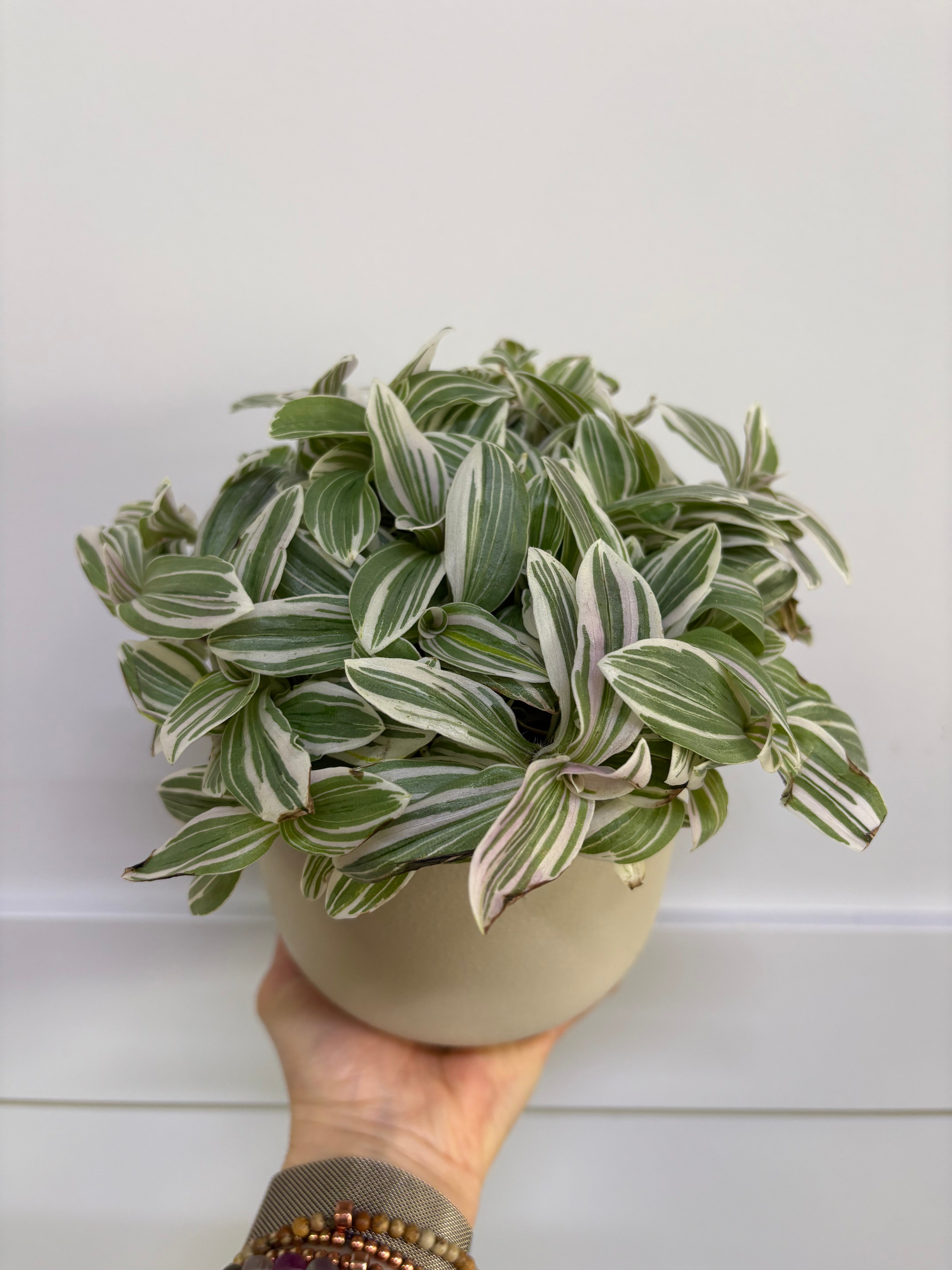 Plant - Tradescantia “tenderness”