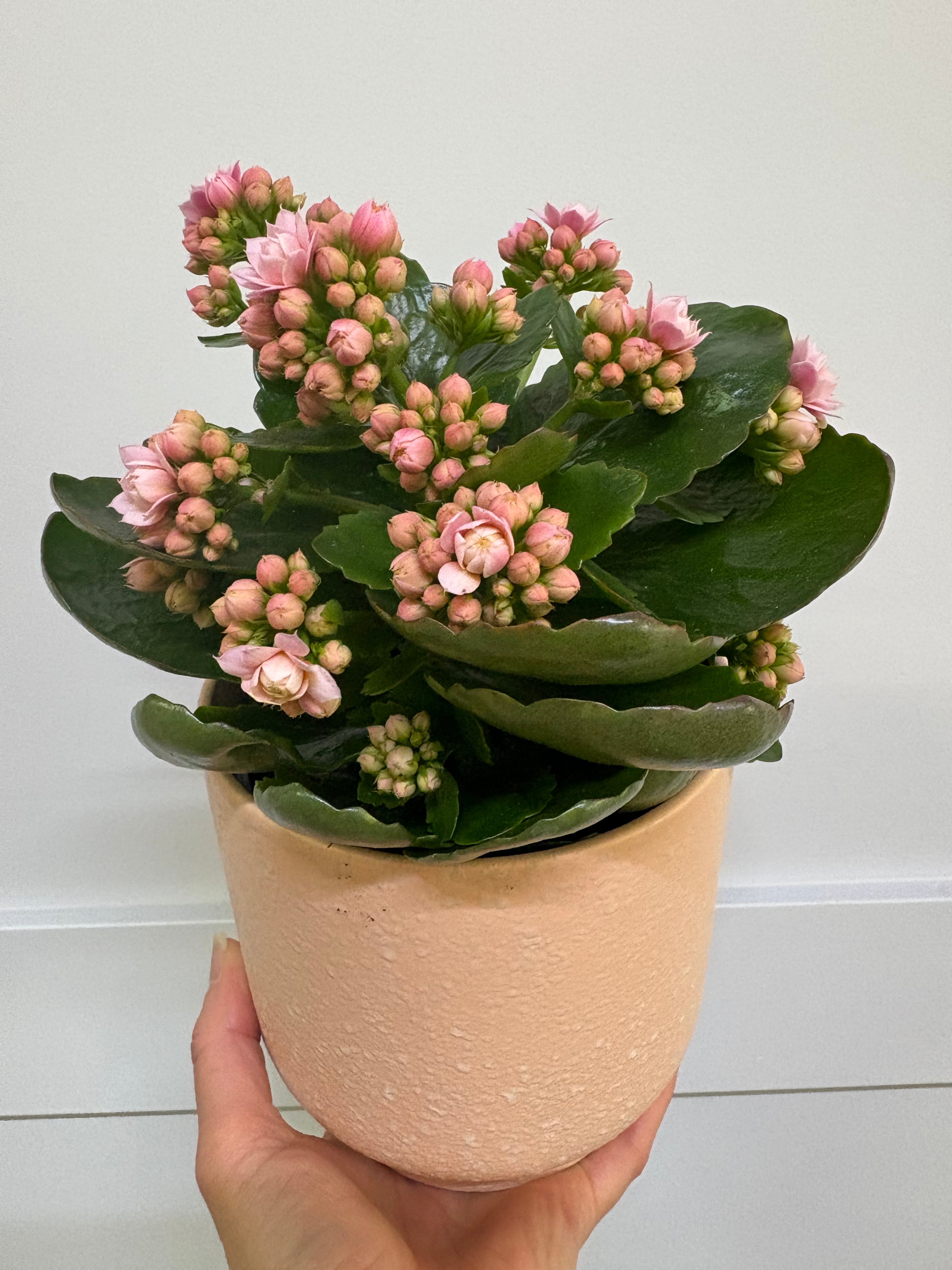 Plant - Kalanchoe