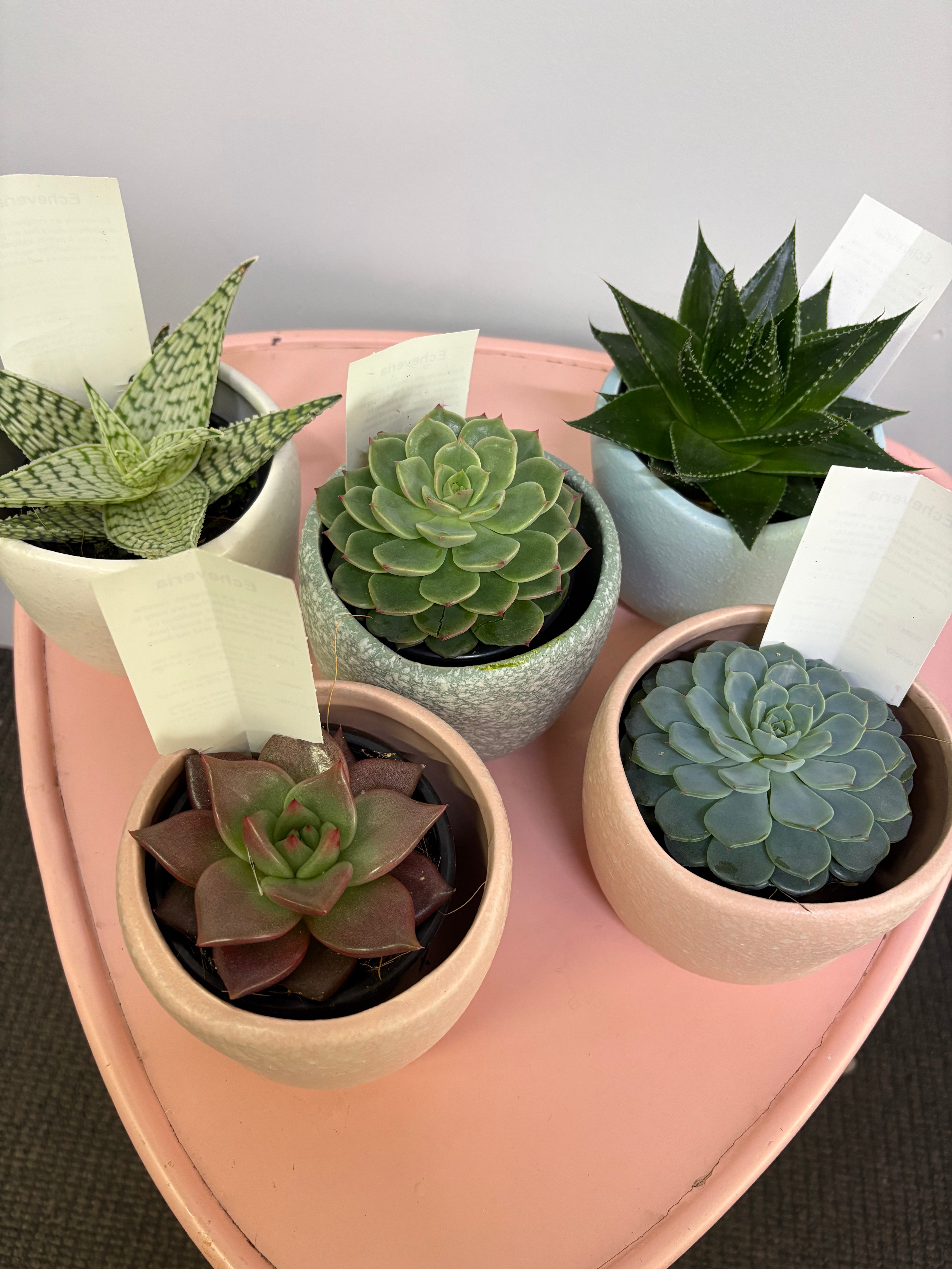 Plant - Echeveria