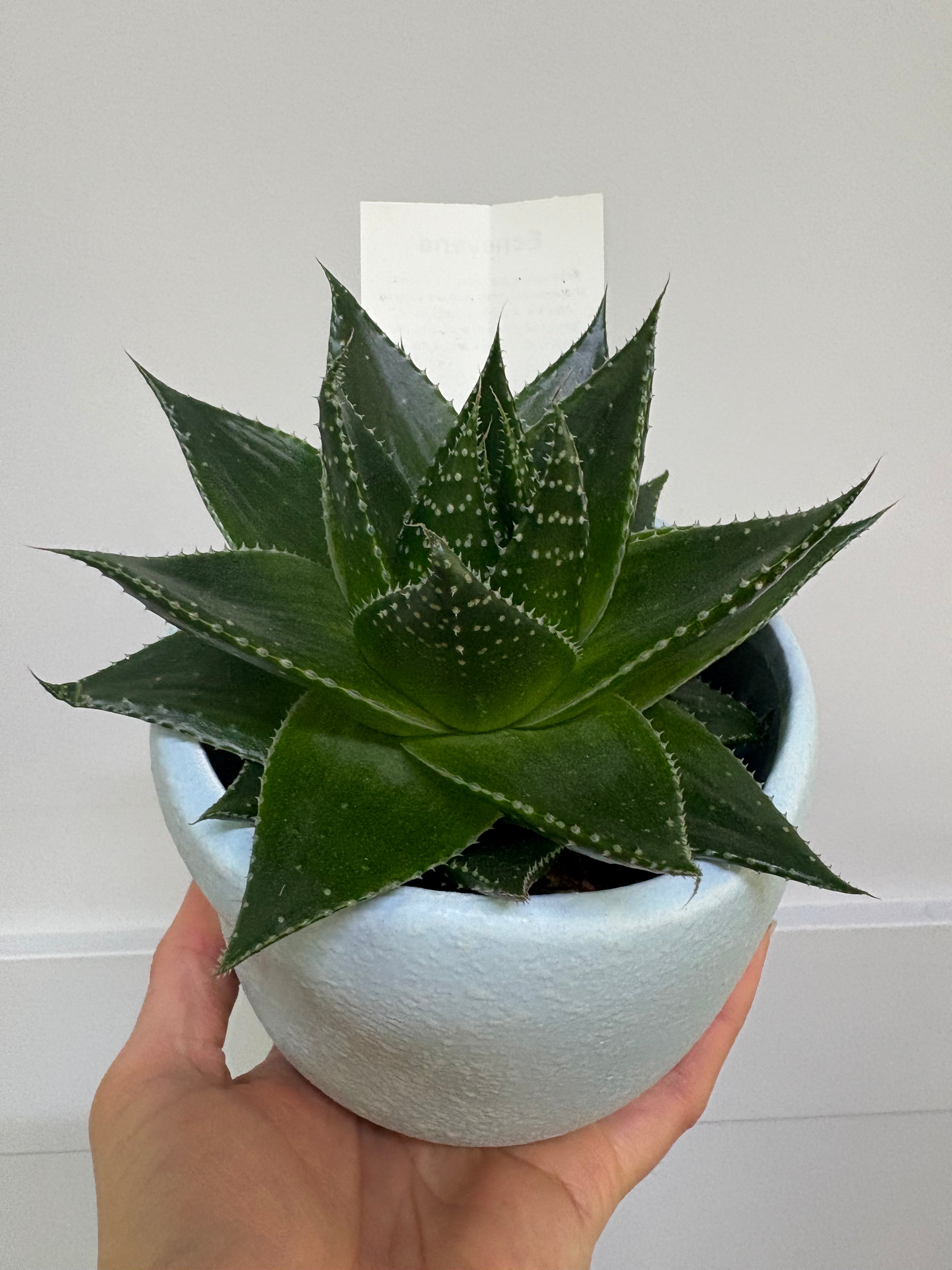 Plant - Echeveria