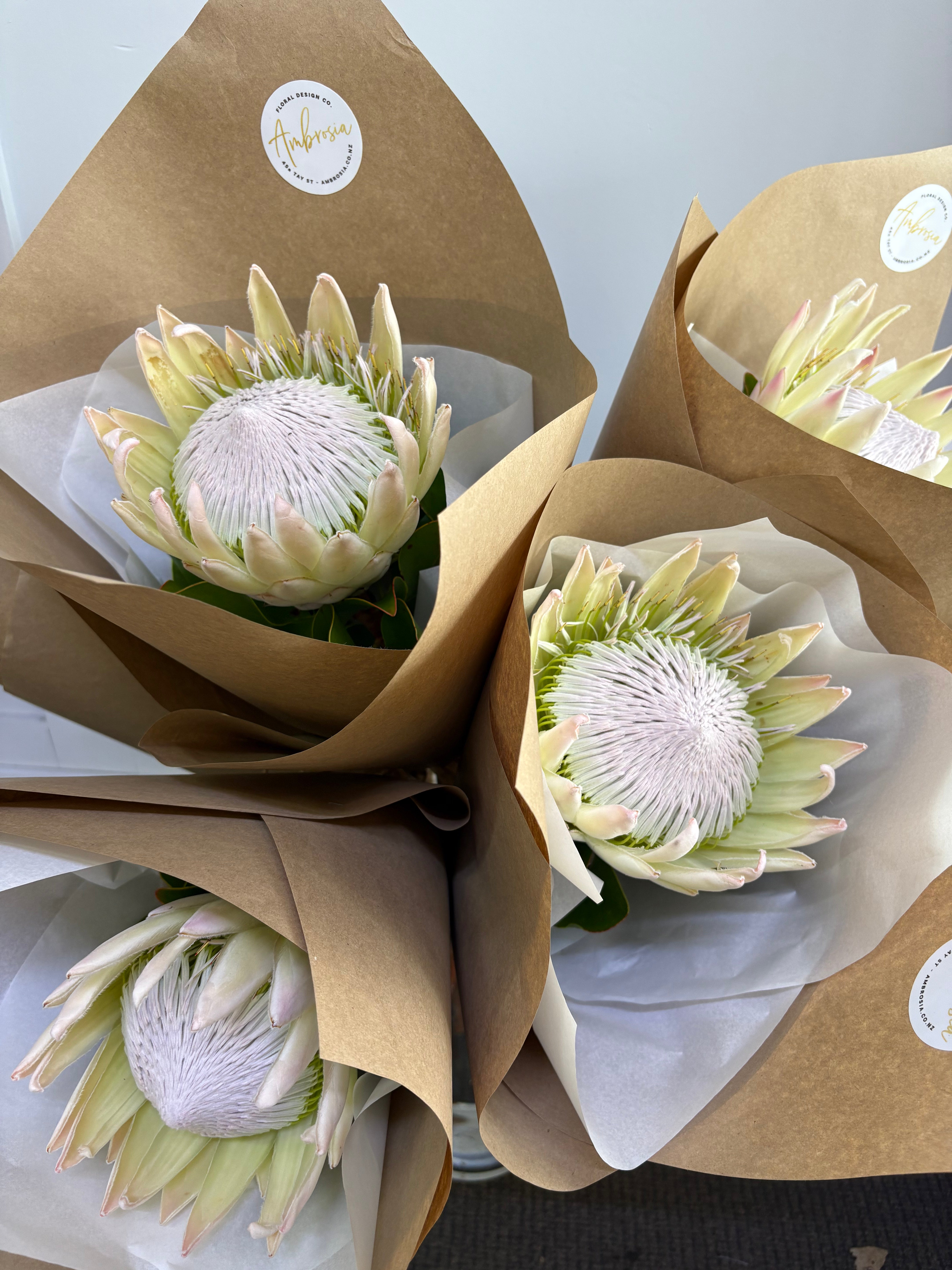 NZ grown King Protea