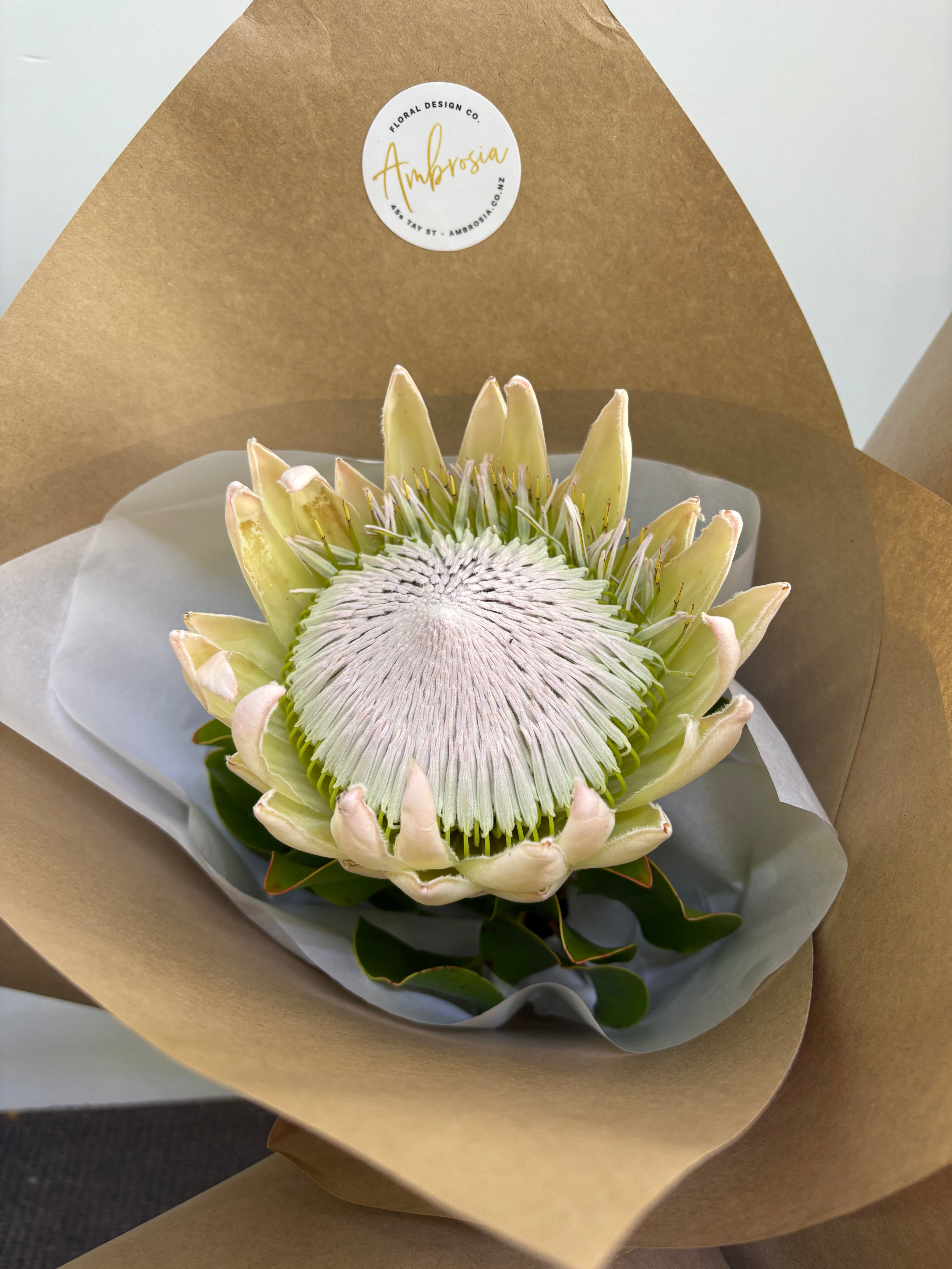 NZ grown King Protea