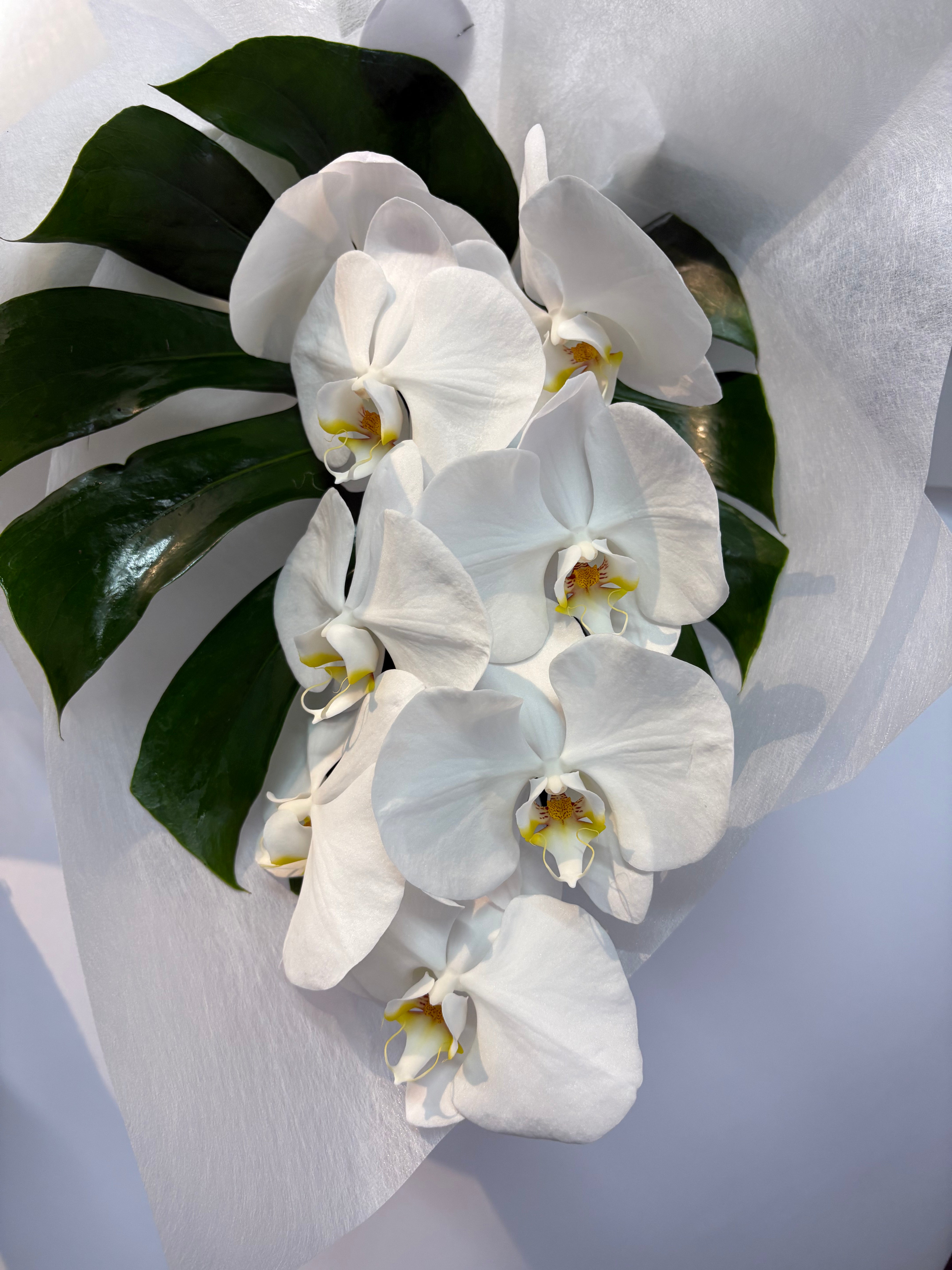 NZ grown Moth orchids