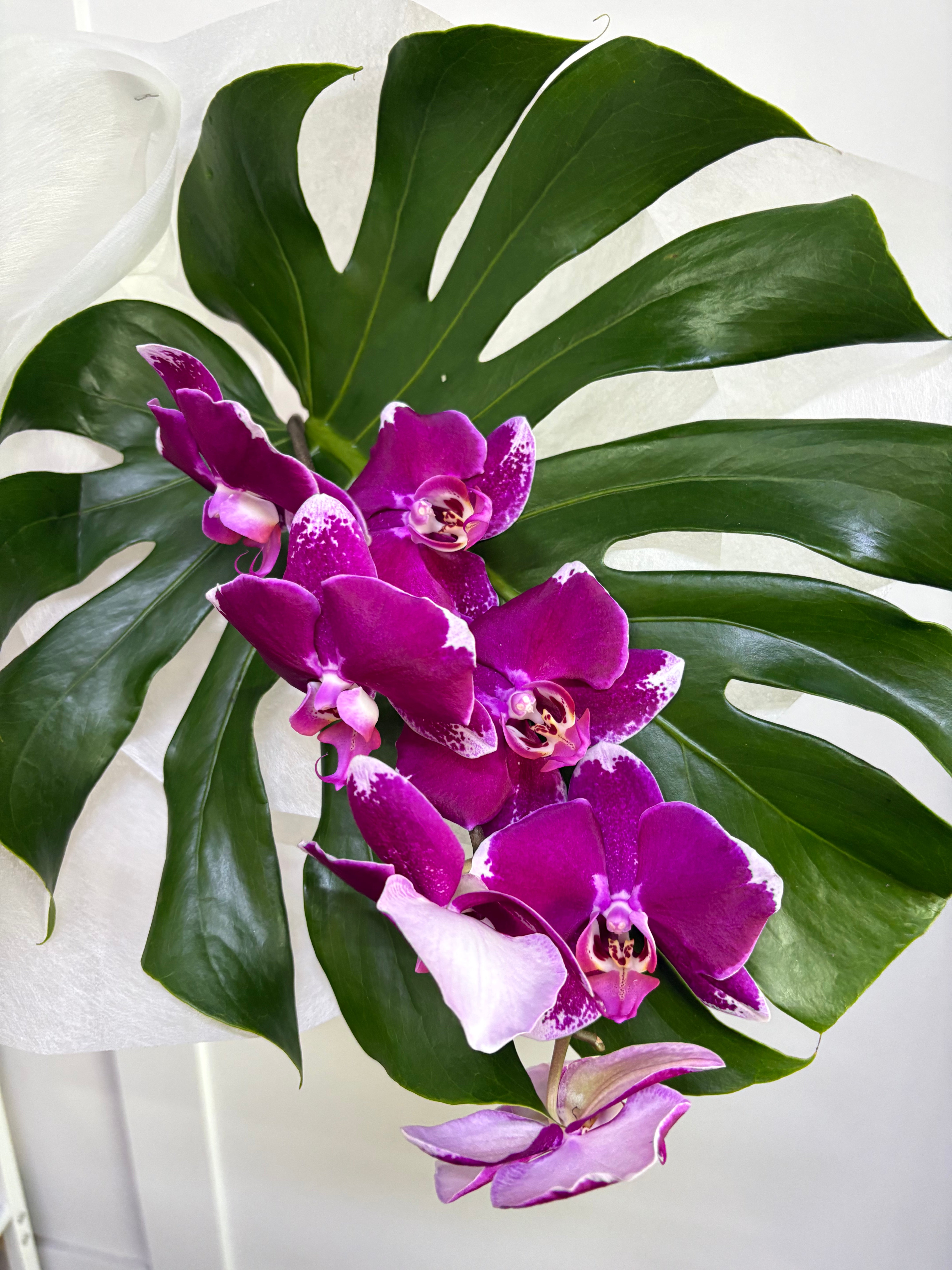 NZ grown Moth orchids