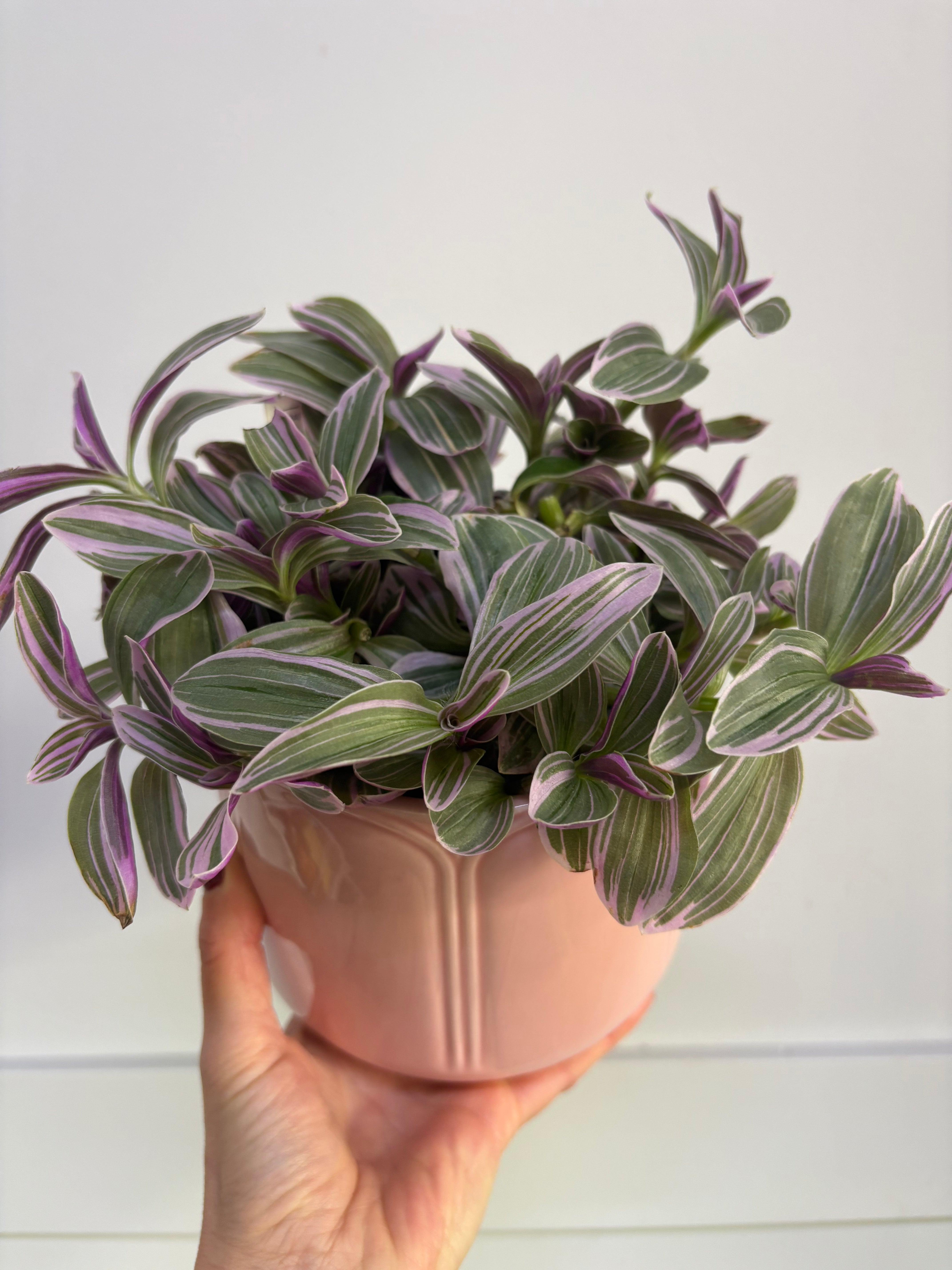 Plant - tradescantia sweetness