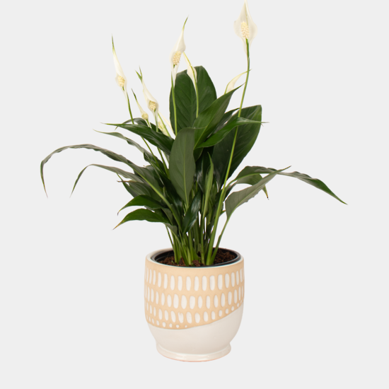 Plant - Peace Lily