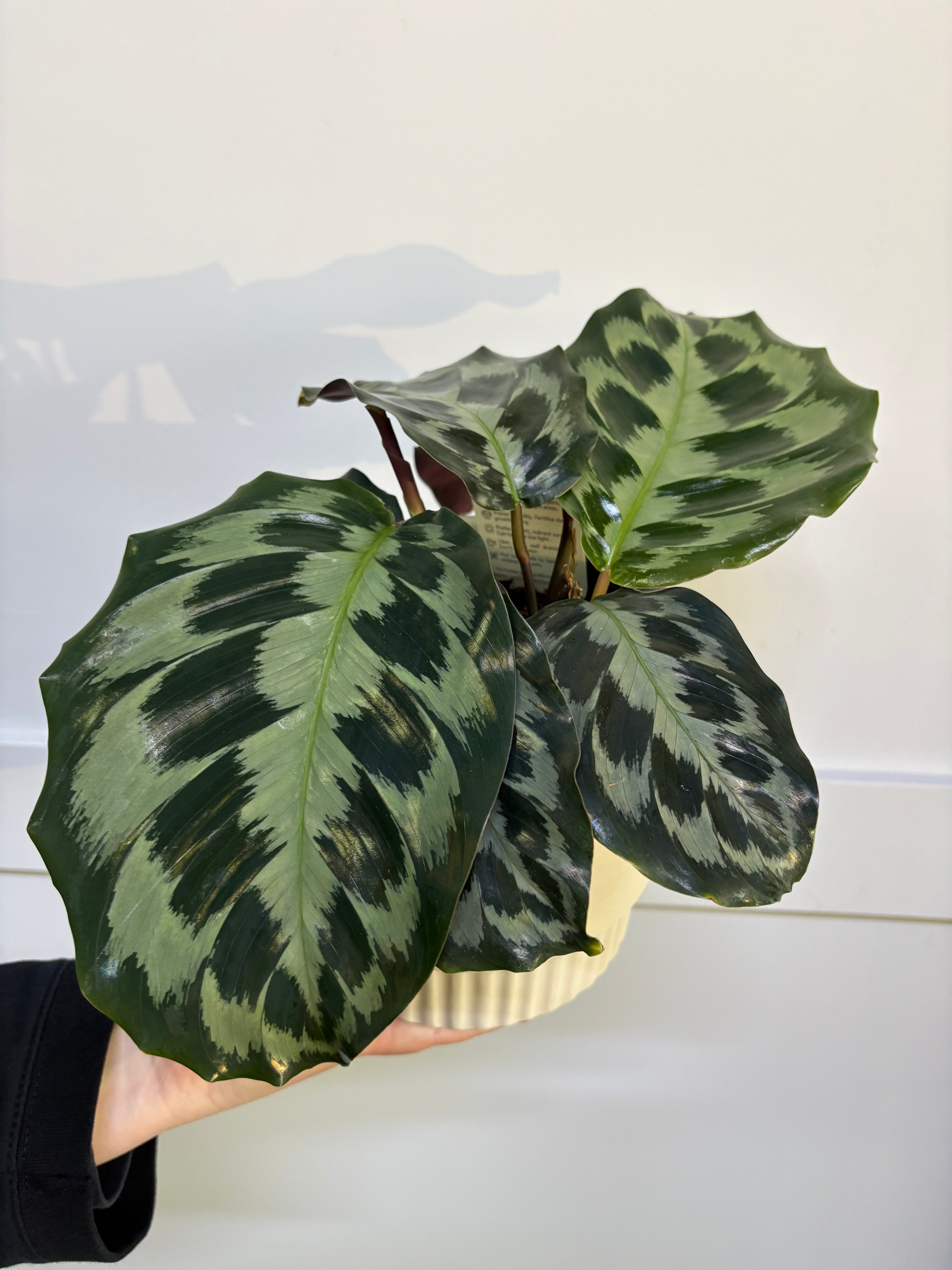 Plant - Calathea Helen Kennedy