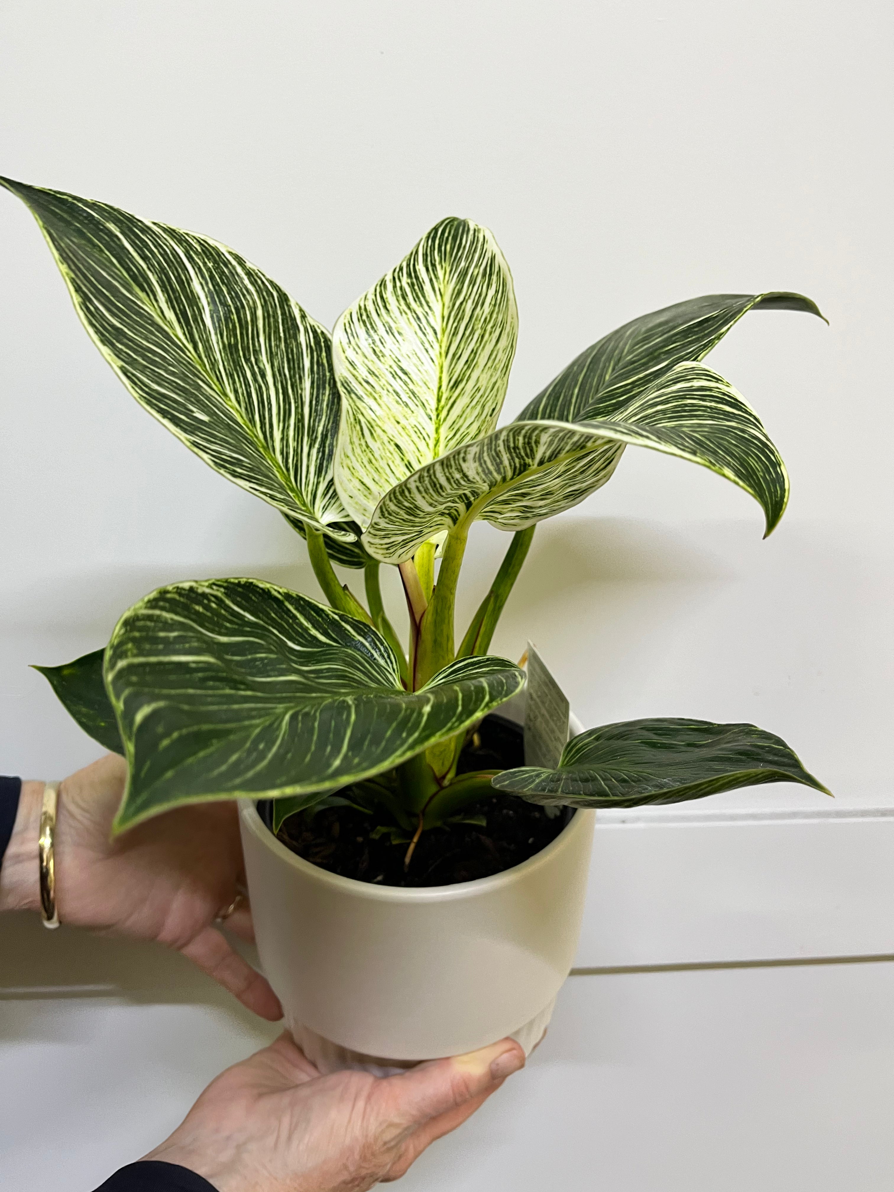 Plant - Philodendron “Birkin”