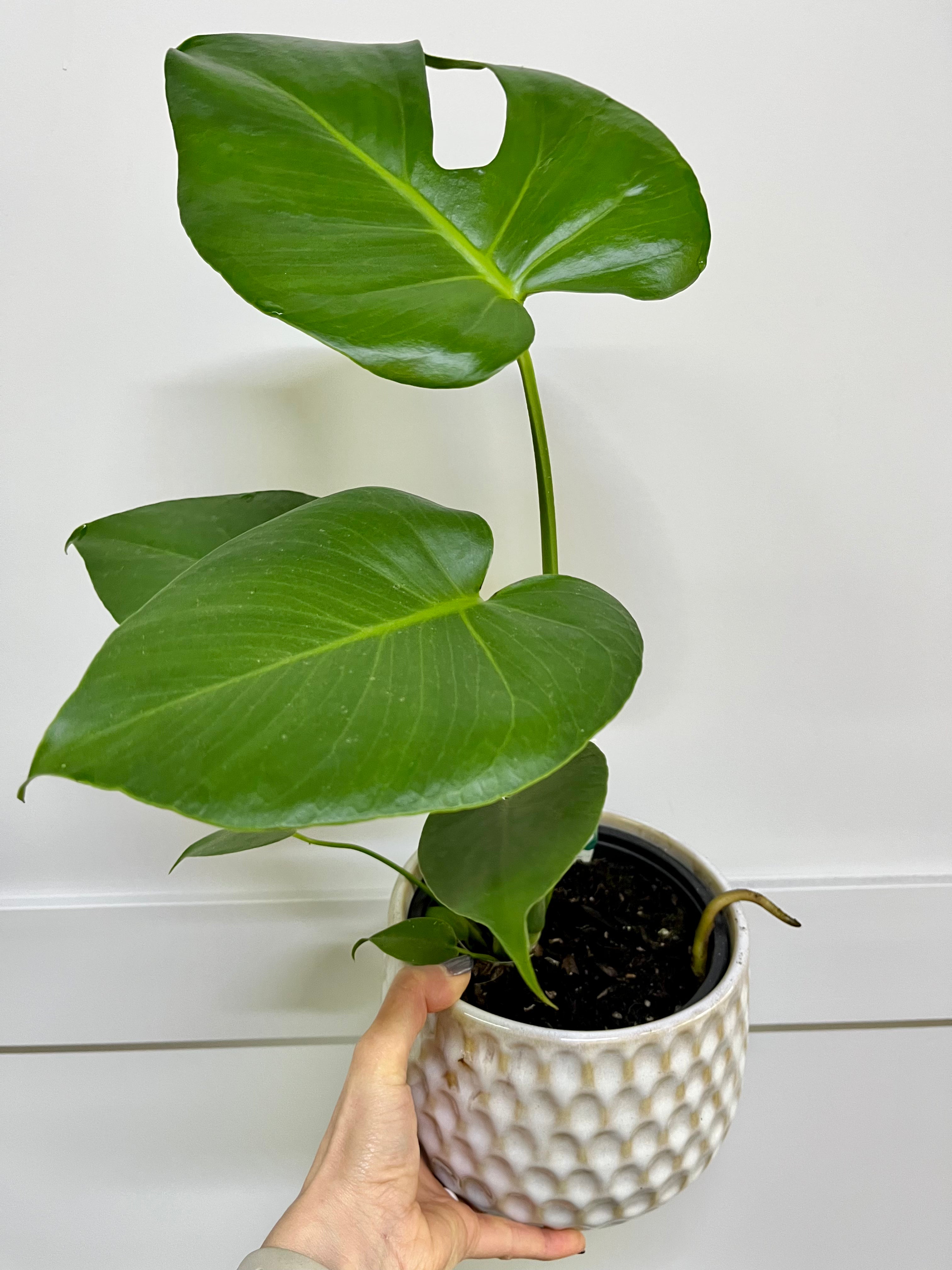 Plant - Monstera Deliciosa