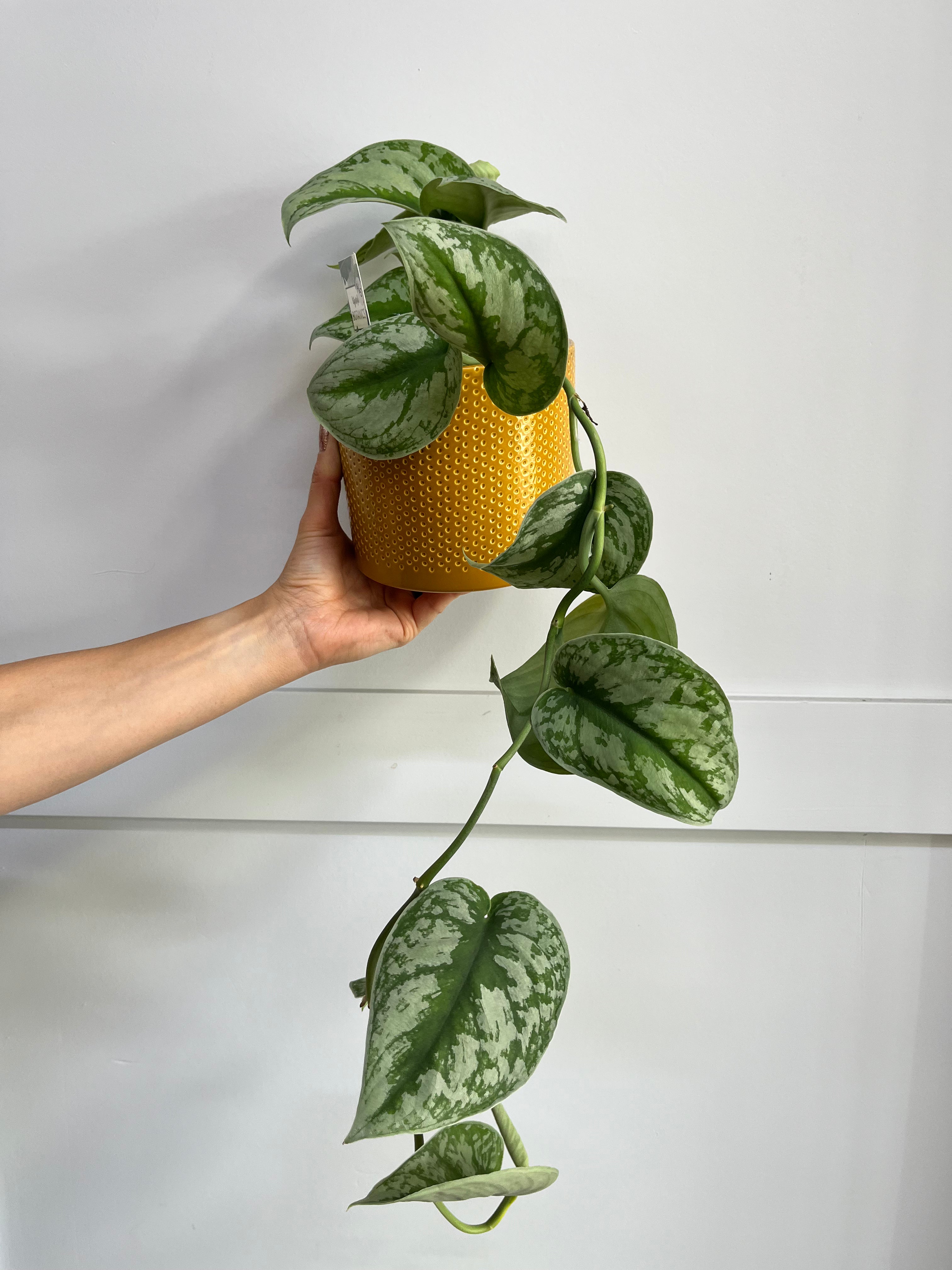 Plant - Trebie