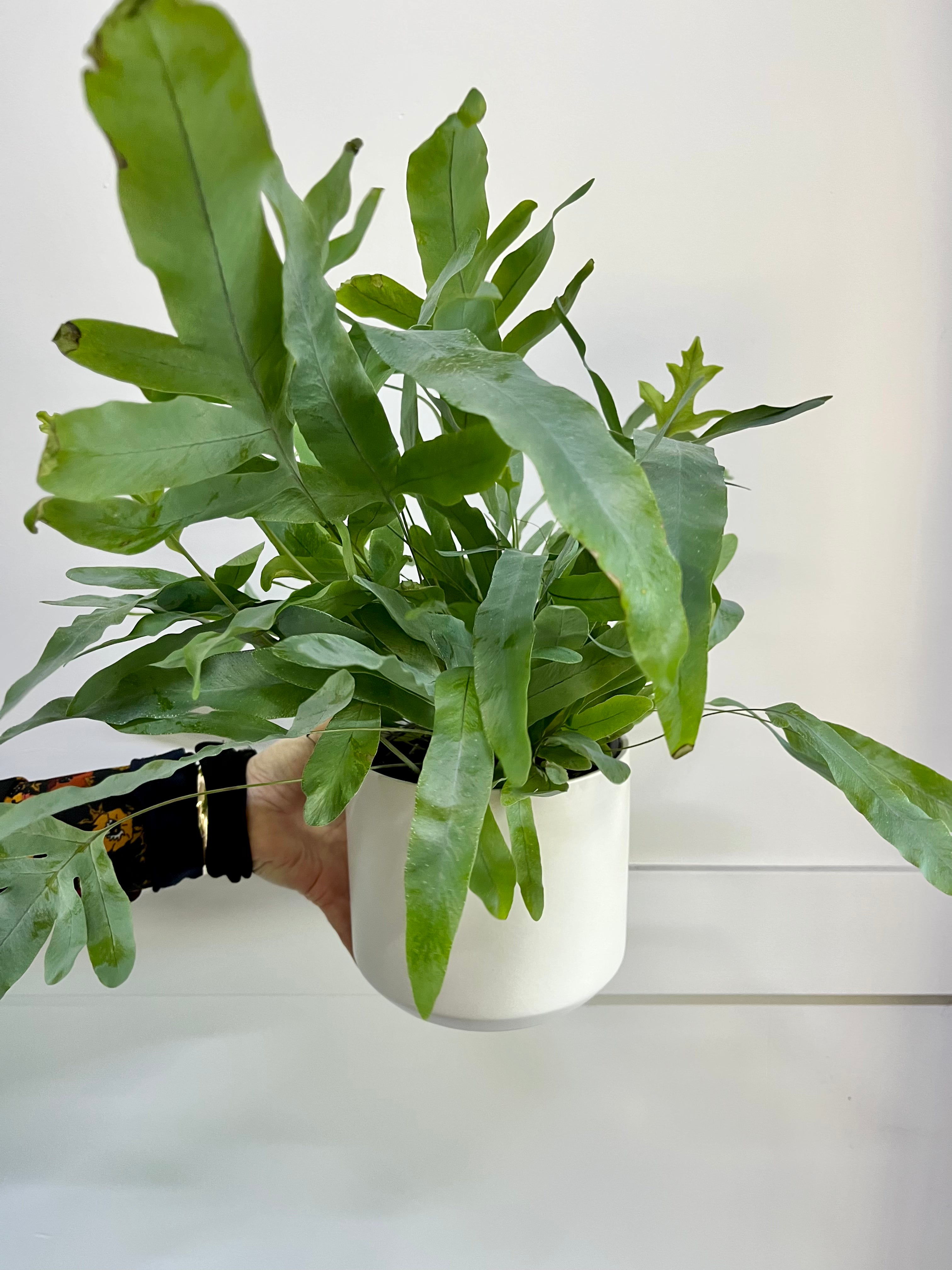 Plant - Blue star fern