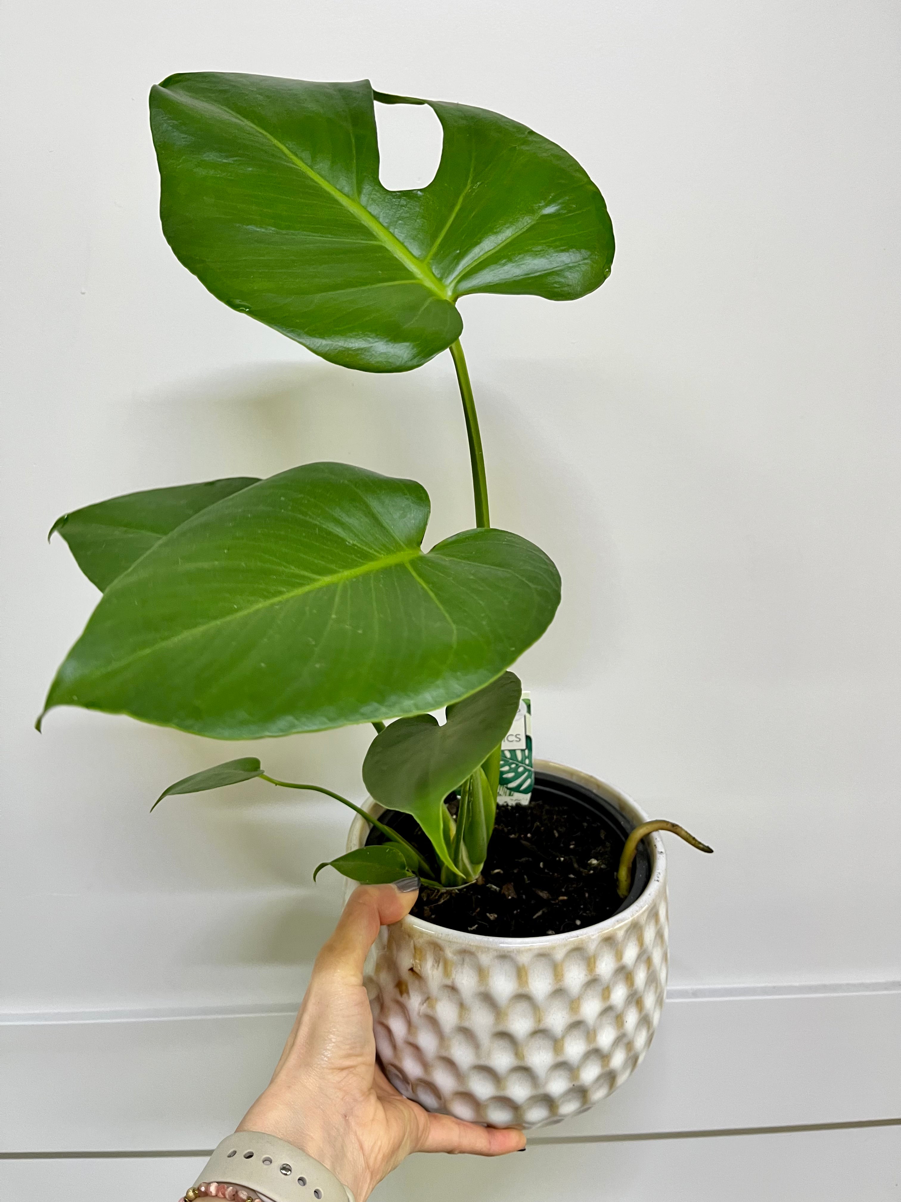 Plant - Monstera Deliciosa