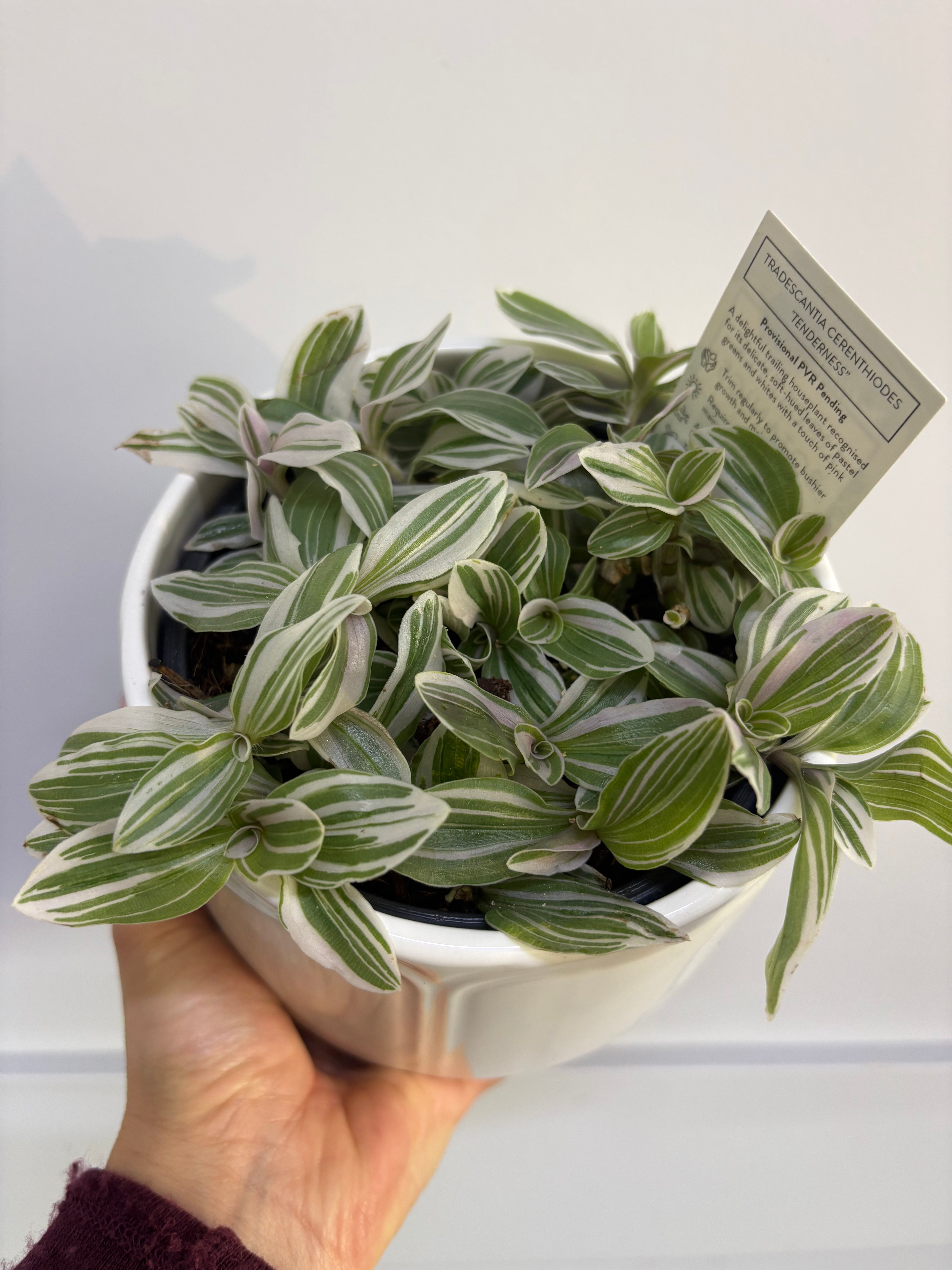 Plant - tradescantia tenderness